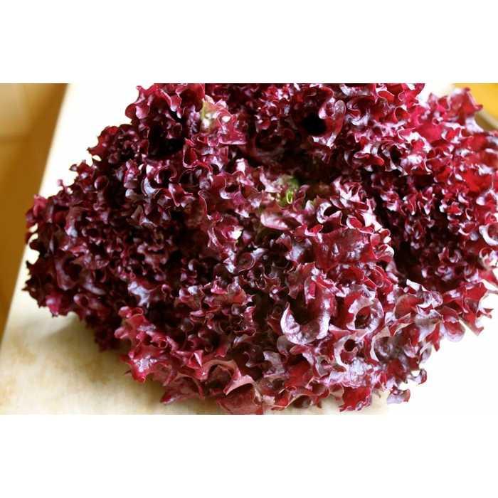 Best Seller!!! Benih / Bibit / Seed Sayur Selada Merah Red Lettuce Cocok Untuk Lalap Unik Murah Minimalis