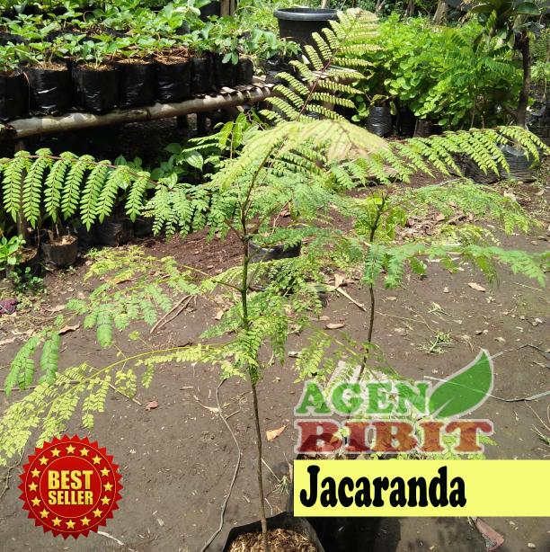 Bibit Pohon Jacaranda Tanaman Bunga Ungu Hias Jakaranda Peneduh Taman
