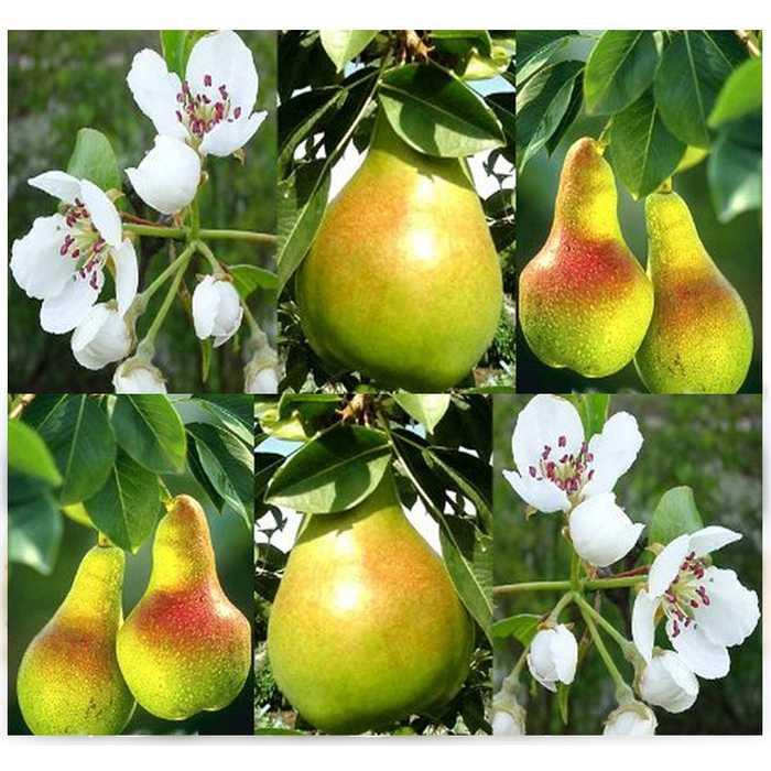 Best Seller!!! Bibit / Benih / Seeds Buah Pir Common Pear Import Grow Your Own Fruit Murah Cantik dan Elegant