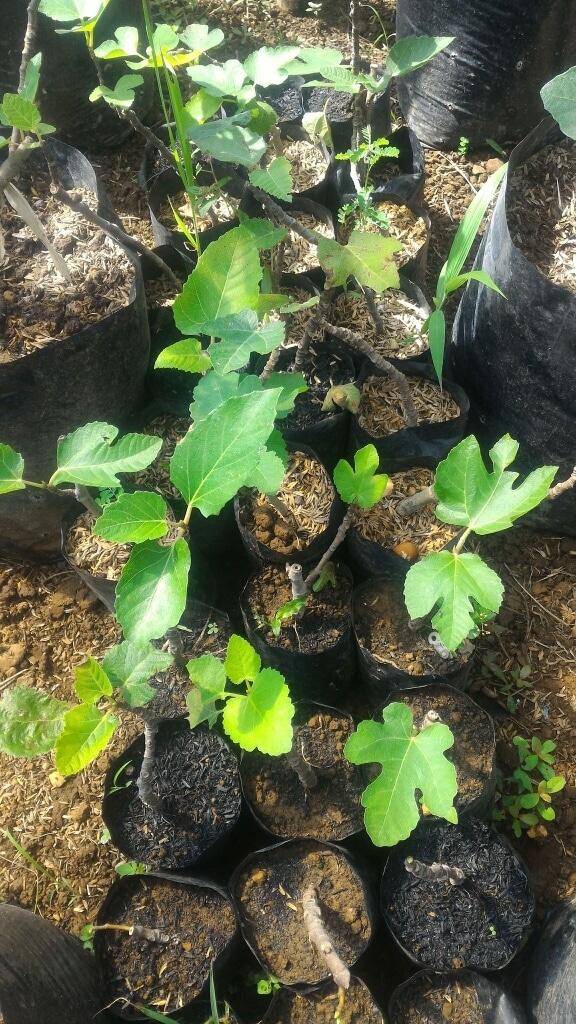 Paket 3 Bibit Ara/Tin Siap Buah 3 Bulan