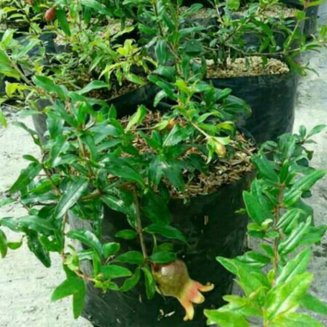 BIBIT BUAH DELIMA UNGGUL