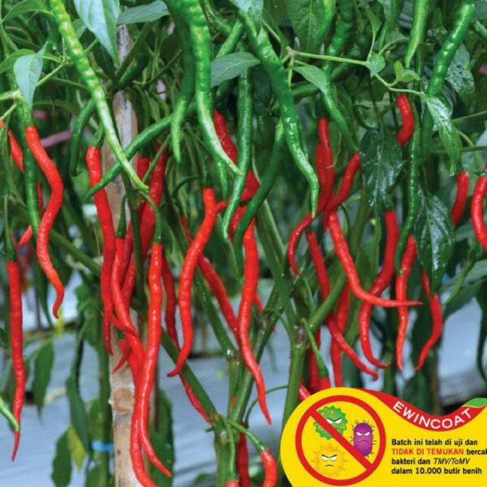 SPESIAL Benih Bibit Cabe LABA F1 Cabai Keriting Tahan Kekeringan- Ke