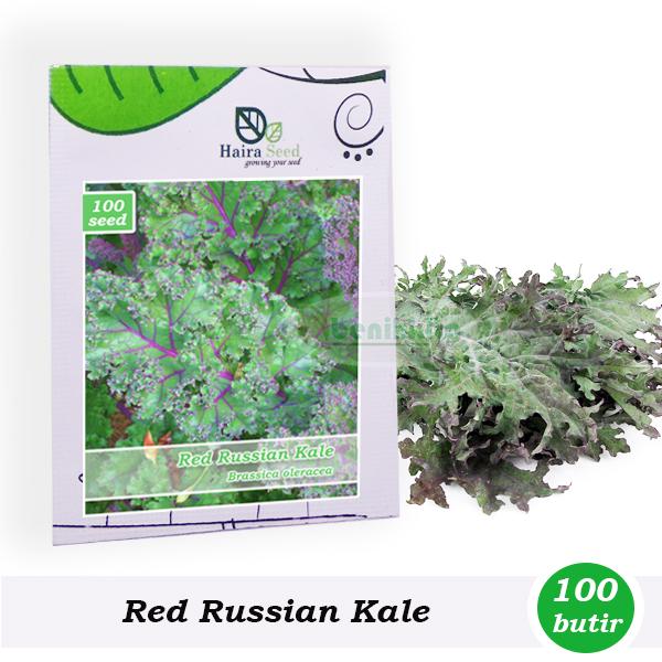 Benih-Bibit Kale Red Russian (Haira Seed)