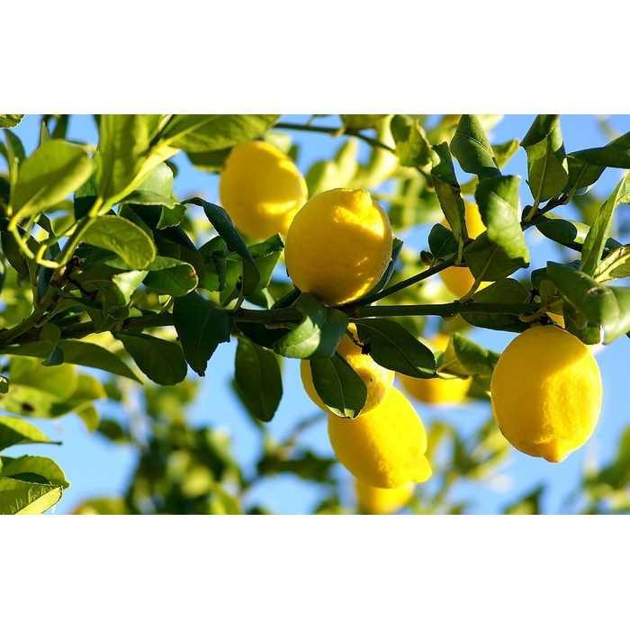 Best Seller!!! Bibit / Benih / Seed Buah Jeruk Lemon Import Unik Murah Minimalis