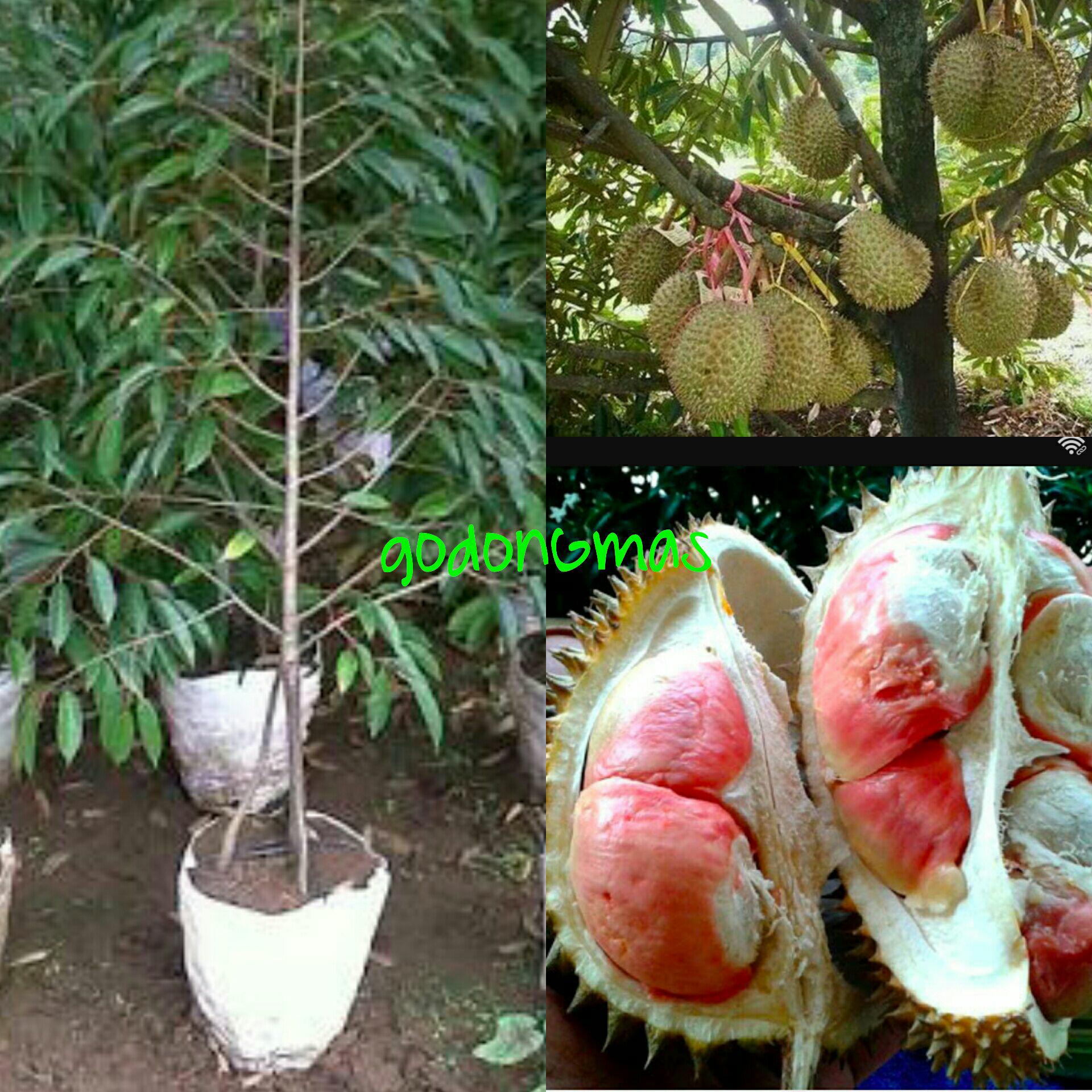 Bibit Durian Montong merah kaki 3