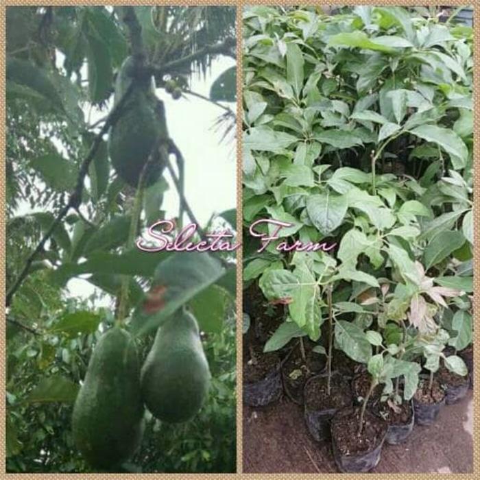 Tanaman Bibit Buah Alpukat Hass