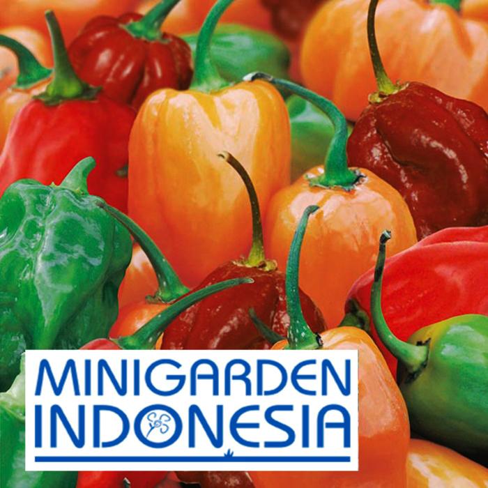 2 benih Cabai PAPRIKA Hotscotch F1 FOTHERGILLS Bibit Tanaman sayur sayuran cabe import