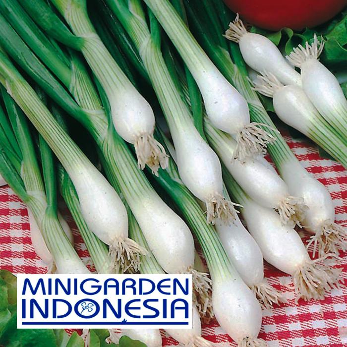 25 Benih herbal Onion White Lisbon F1 Mr. Fothergills Bibit tanaman obat Sayuran herb daun bawang
