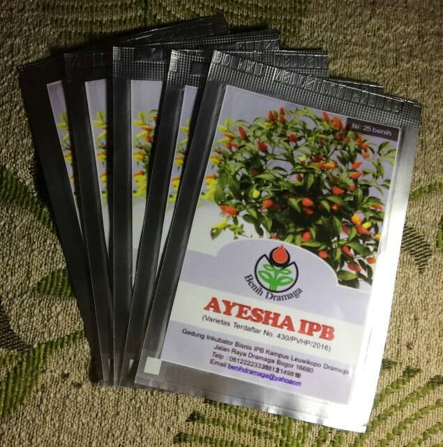 EKSLUSIVE Benih Bibit Cabe AYESHA IPB- Cabai Hias Tiga Warna PALING