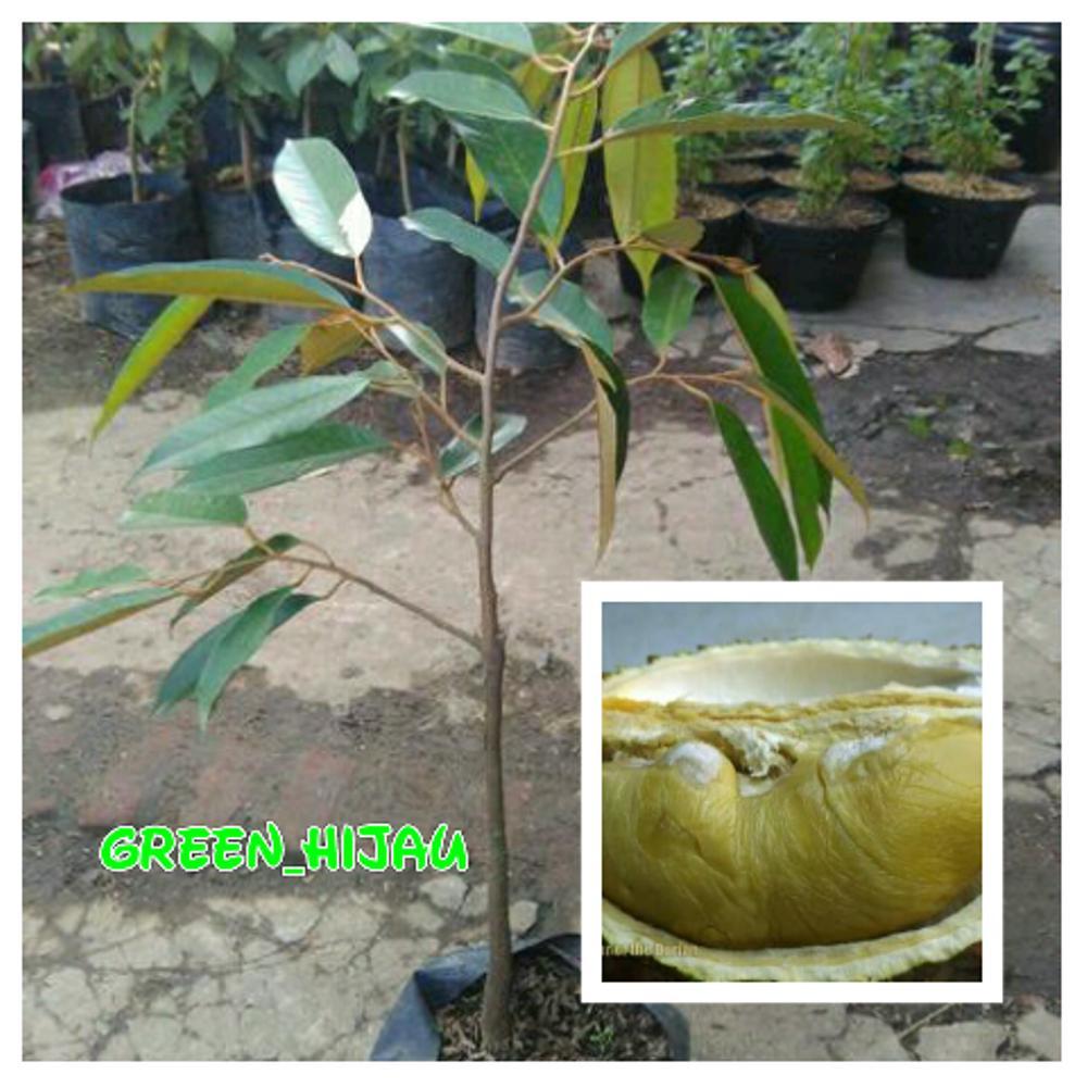 Bibit Durian D24 Malaysia