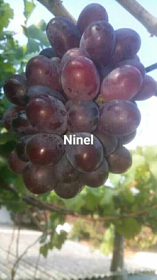 bibit anggur ninel siap tanam
