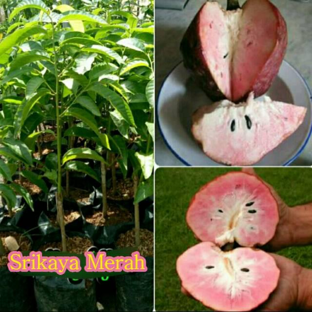 BIBIT BUAH SRIKAYA MERAH UNGGUL