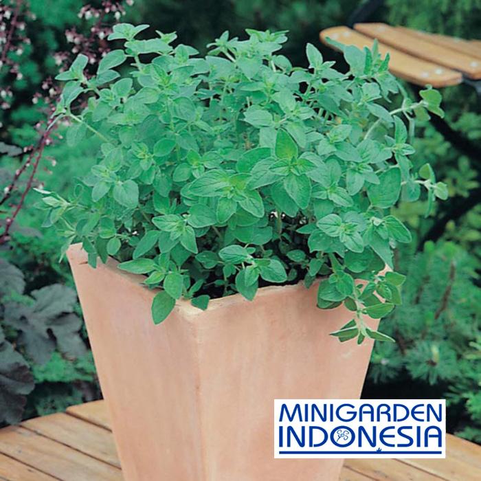 50 Benih Oregano Greek F1 Mr Fothergills Bibit tanaman sayuran herbal