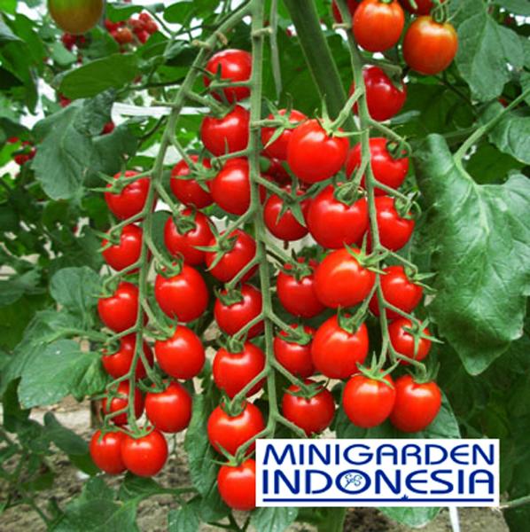 3 Benih Tomat Red ceri cherry chery Mr.Fothergill's F1 Bibit Tanaman Sayuran Buah