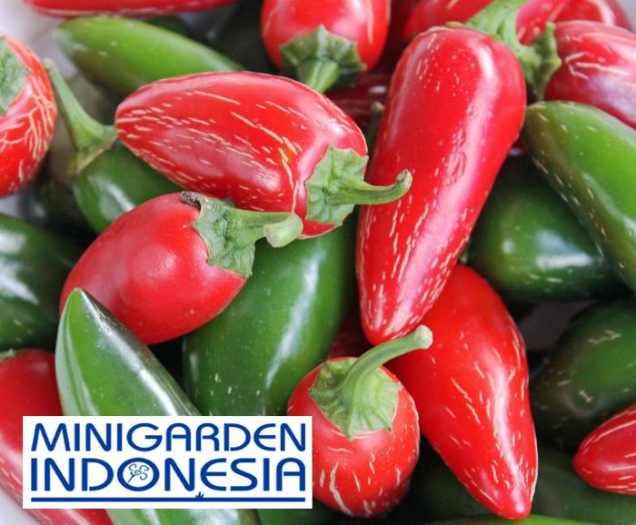 2 Benih Cabe New Jalapeno F1 Bibit Tanaman Sayur Sayurn Cabai