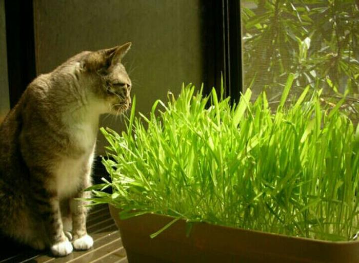 Bibit Rumput makanan Kucing / Cat Grass Seeds