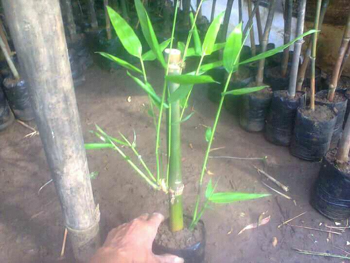 Bibit bambu petung dan wulung tunas dan kultur jaringan
