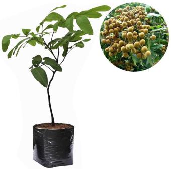 fitur paket berkebun bibit mangga kelengkeng jambu durian fitur paket berkebun bibit mangga kelengkeng jambu durian