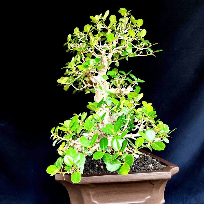 Tanaman Hias Pohon Beringin Dolar Gaya Natural Sudah Berbuah Lazada Indonesia