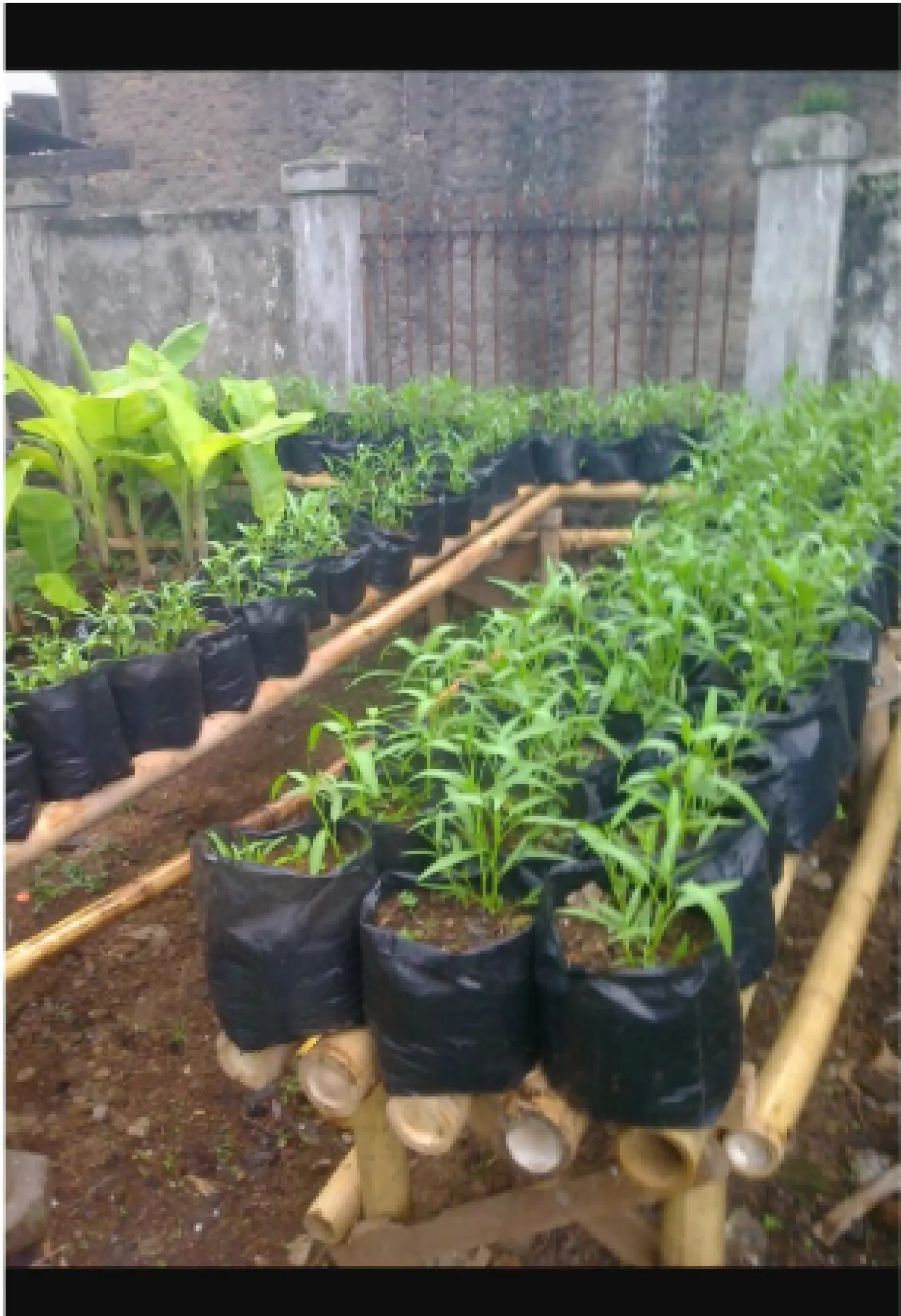 Polybag Polibek Ukuran 45x45 Isi 10 Lembar Lazada Indonesia