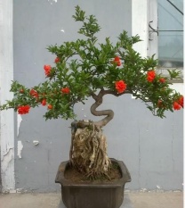 berisi 5 biji benih bonsai buah delima import