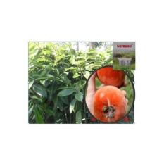 Jual Lagi Chelsea Hukum 2 Fans Yang Terlibat Kasus Rasialisme Benih Jagung Pioneer 27 1 Kg Jual Lagi Chelsea Hukum 2 Fans Yang Terlibat Kasus Rasialisme Benih Jagung Pioneer 27 1 Kg