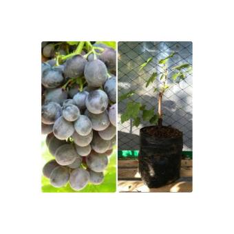 bibit eksotic anggur moscato lazada indonesia bibit eksotic anggur moscato lazada indonesia