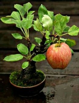 biji benih bonsai buah apel fuji berisi 5 butir lazada indonesia biji benih bonsai buah apel fuji berisi 5 butir lazada indonesia