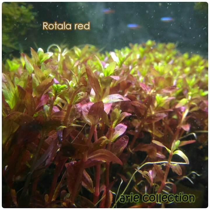 Rotala Red Tanaman Air Untuk Aquascape Aquarium Lazada Indonesia