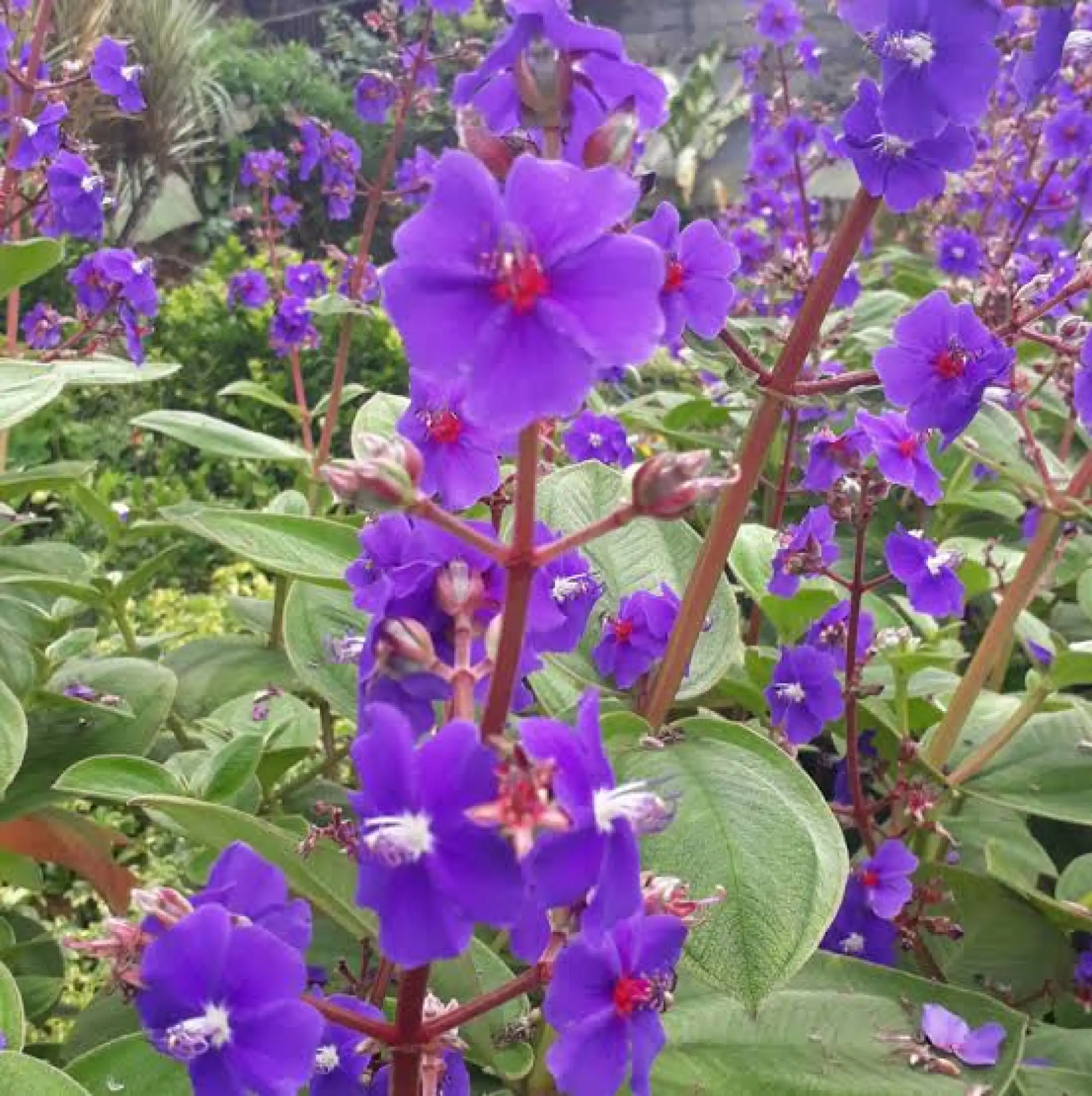 Tanaman Bunga Senggani Import Lazada Indonesia