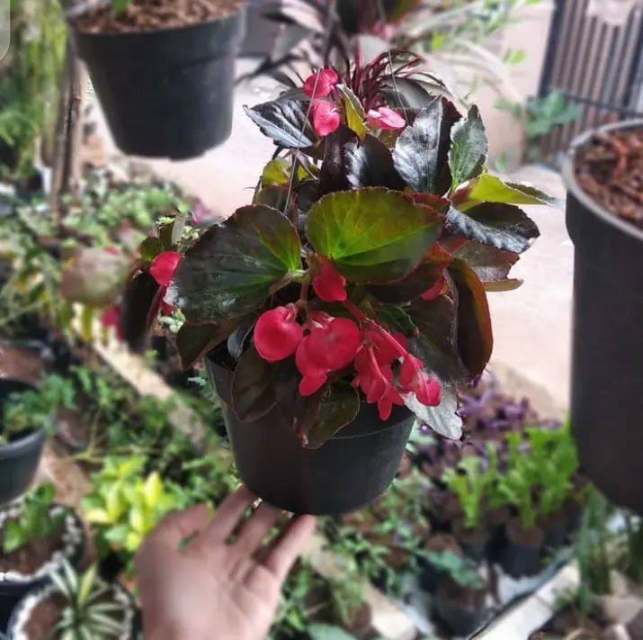 Tanaman Hias Gantung Begonia Coklat Bunga Merah Lazada Indonesia