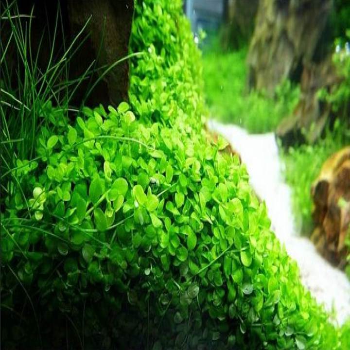 Monte Carlo Tanaman Air Untuk Aquascape Aquarium Lazada Indonesia