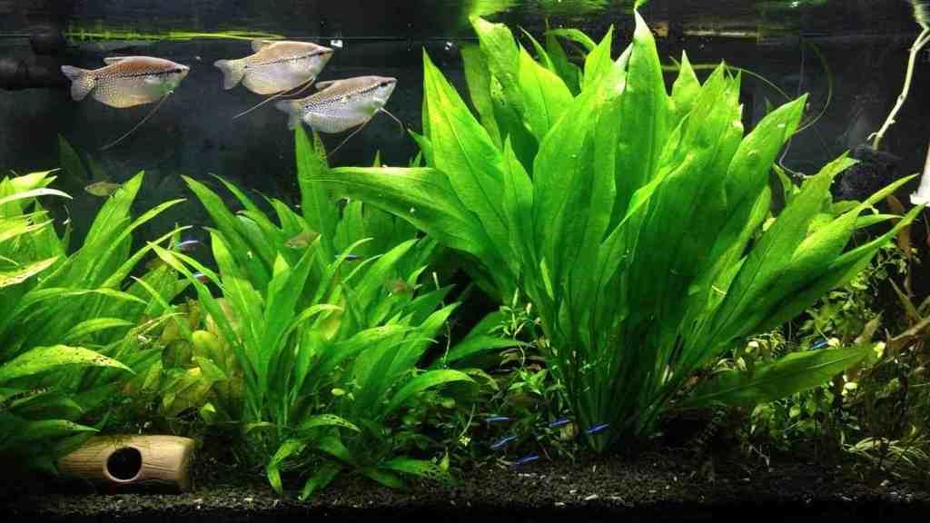 Amazon Sword Tanaman Air Hidup Untuk Aquarium Dan Aquascape