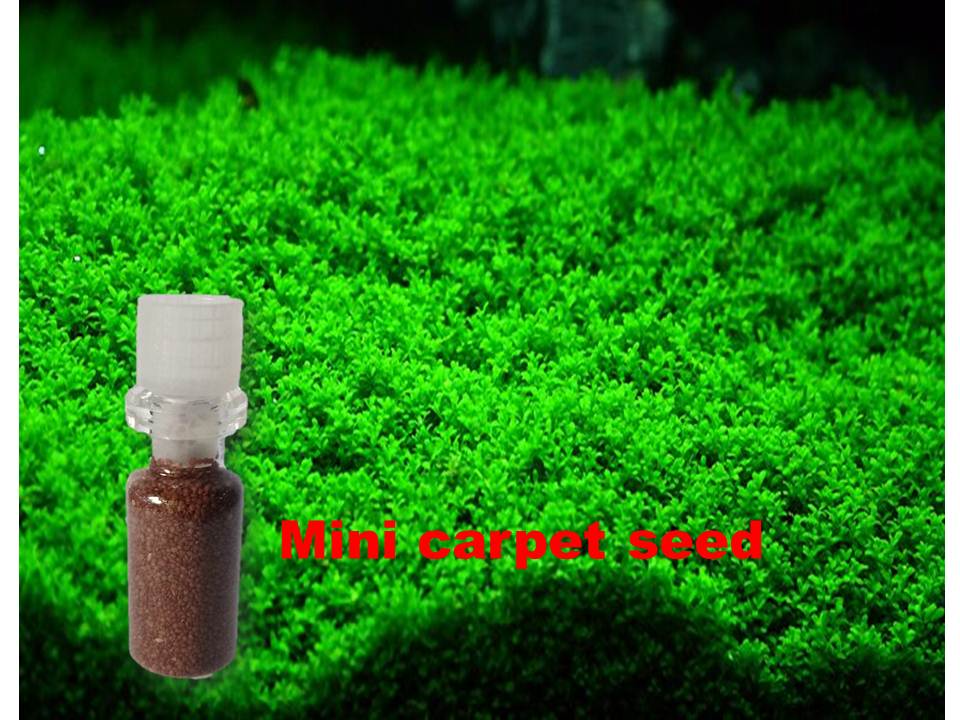 Biji Rumput Carpet Seed 3 Ml Tanaman Air Mini Aquarium Aquascape