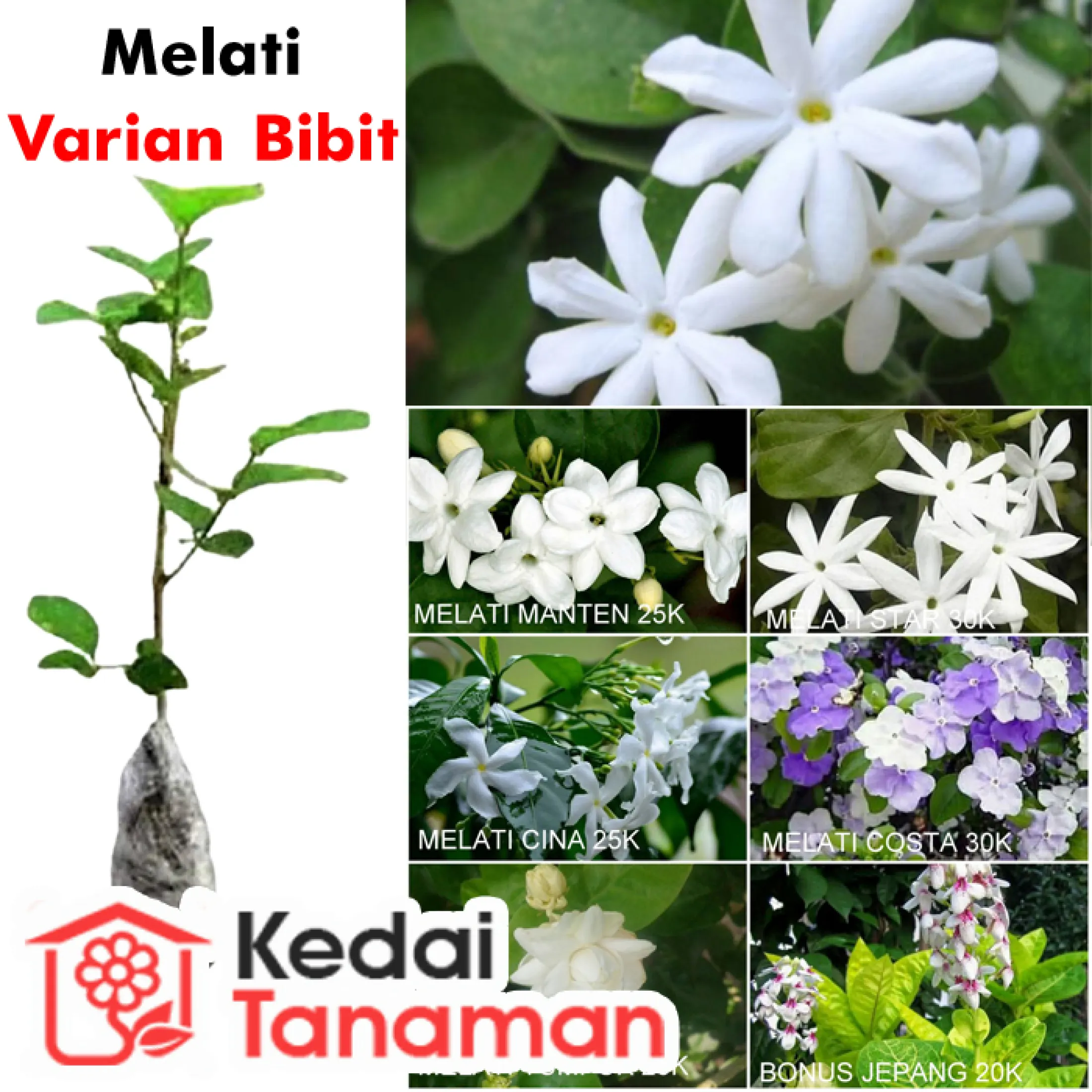 Tanaman Hias Bunga Melati Tanaman Hias Bunga Beraroma Lazada Indonesia Tanaman Hias Bunga Melati Tanaman Hias Bunga Beraroma Lazada Indonesia