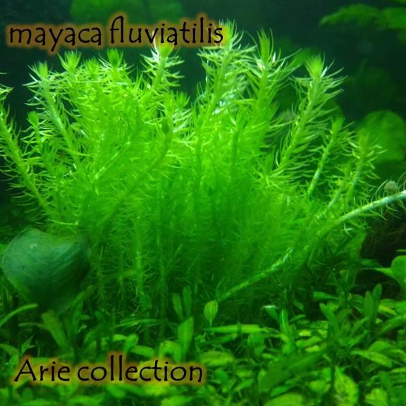 Tanaman Air Hidup Aquascape Aquarium Mayaca Fluviatilis Per Pot