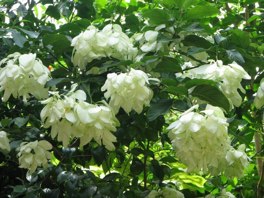 Nusa Indah Putih Tanaman Hias Nusa Indah Bunga Putih Lazada
