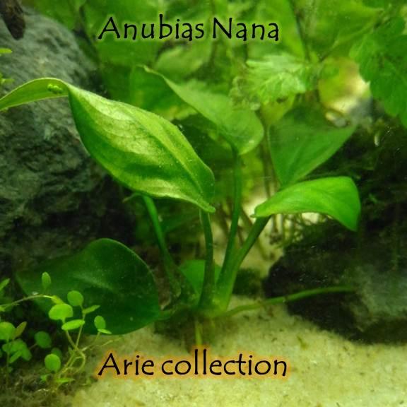 Tanaman Hidup Aquascape Aquarium Anubias Nana Full Air Lazada