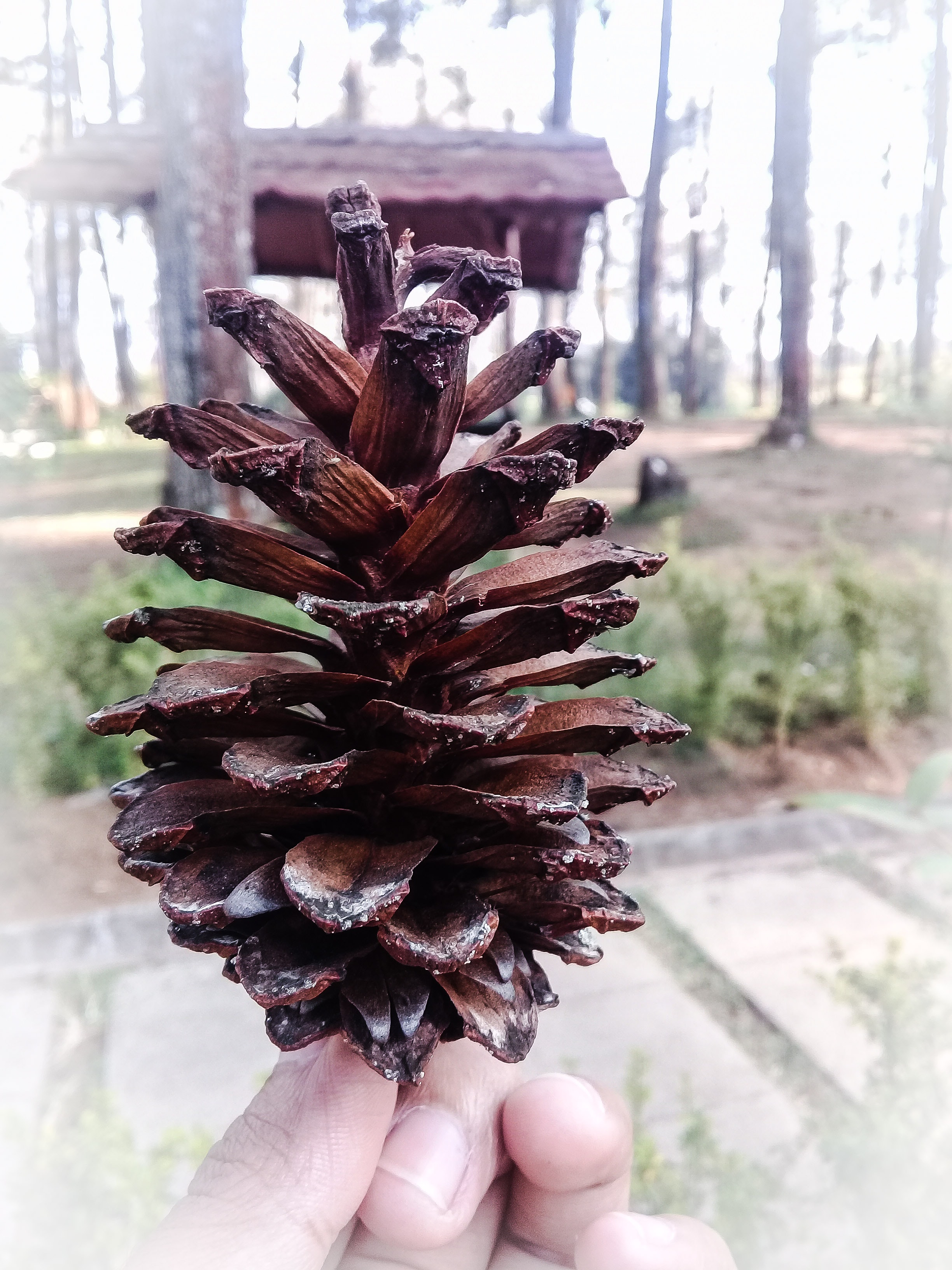 Bunga Pinus Cemara Kering Asli Membeli Jualan Online Bunga