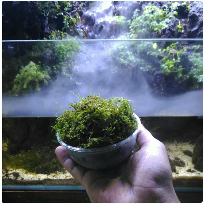 Java Moss Per Cup Tanaman Untuk Aquascape Aquarium Lazada Indonesia