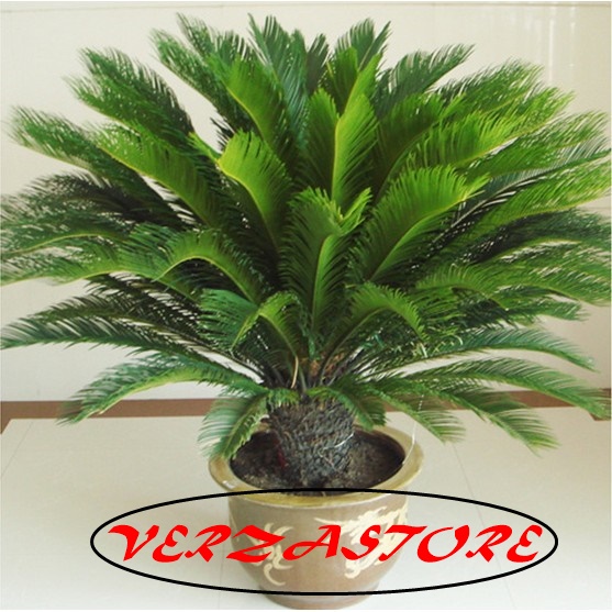 verzastore
